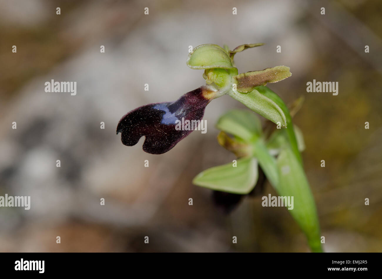 Wild Orchid, Ophrys atlantica, Atlas Orchid, Andalusia, Spagna meridionale. Foto Stock