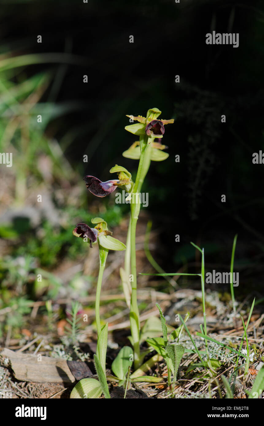 Wild Orchid, Ophrys atlantica, Atlas Orchid, Andalusia, Spagna meridionale. Foto Stock