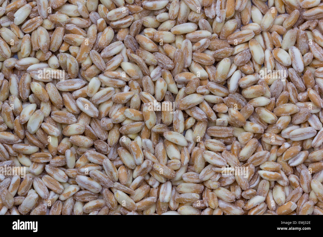 Primo piano di orzo perlato o farro perlato Foto Stock