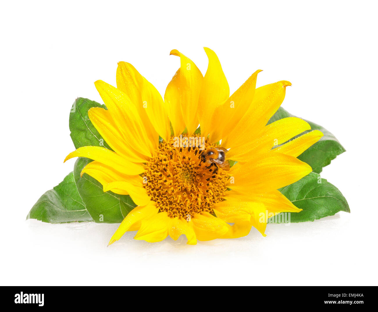 Girasole con bumblebee isolati su sfondo bianco Foto Stock