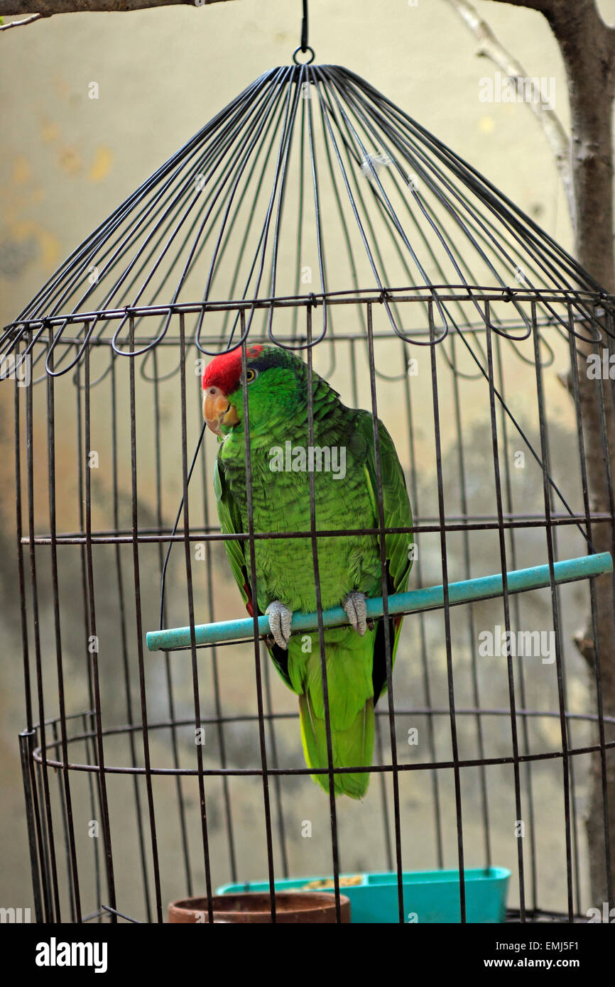 Una gabbia pappagallo verde in un social club Santa Clara Cuba Foto stock -  Alamy