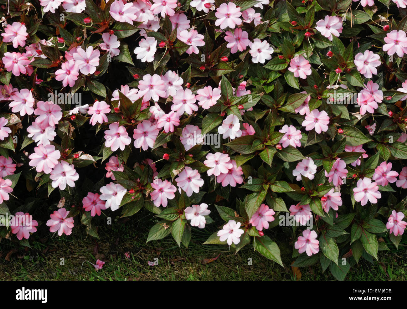 Nuova Guinea Impatiens fiori Foto Stock