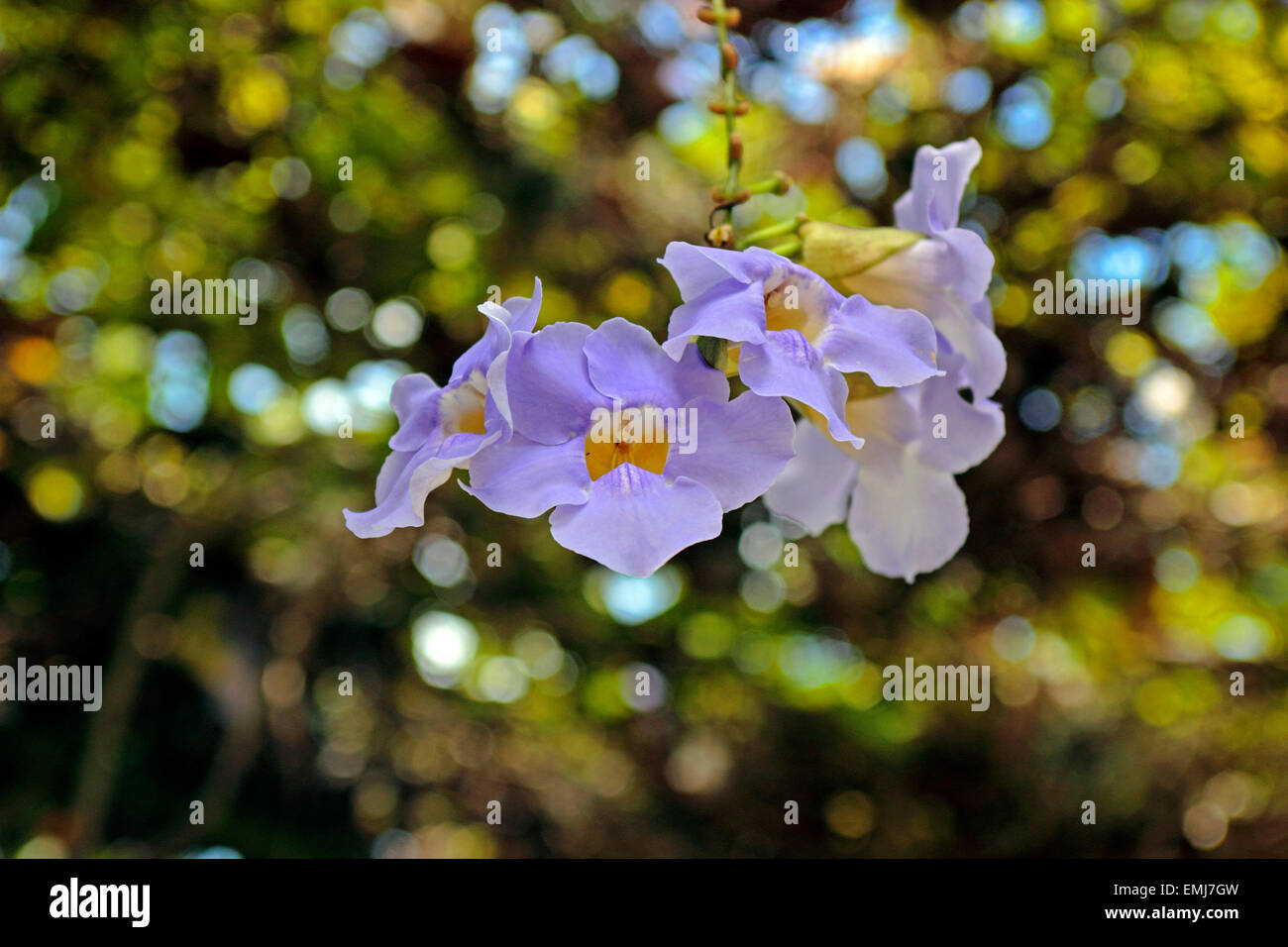 Ernest Hemingway house Finca La Vigia vicino a L'Avana Cuba Foto Stock