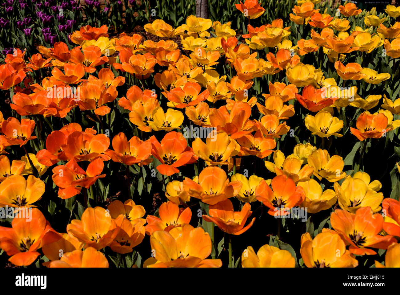 Arancio e giallo Tulip Bed Foto Stock