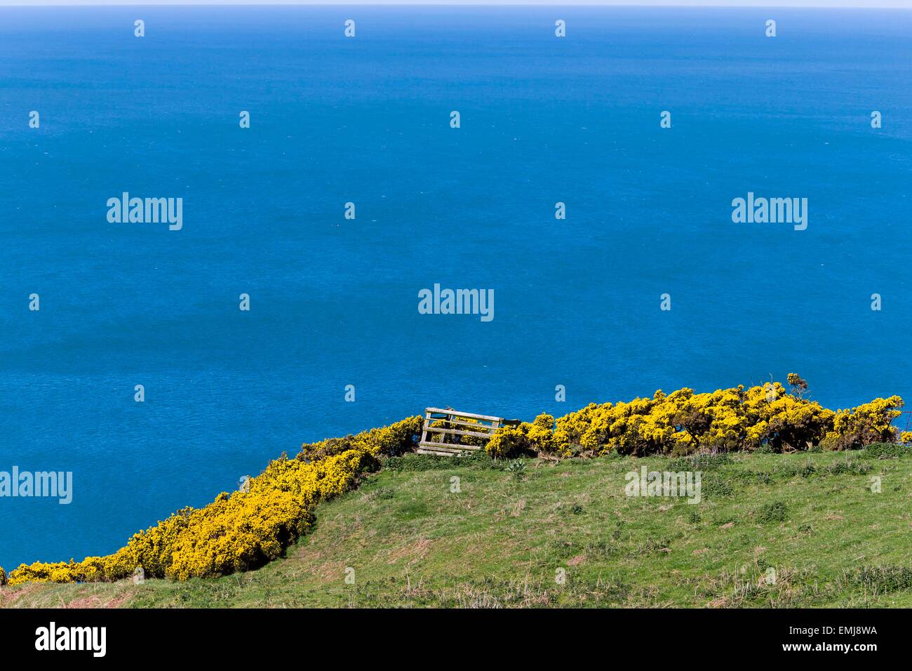Ceredigion sentiero costiero - erba, ginestre e mare Foto Stock