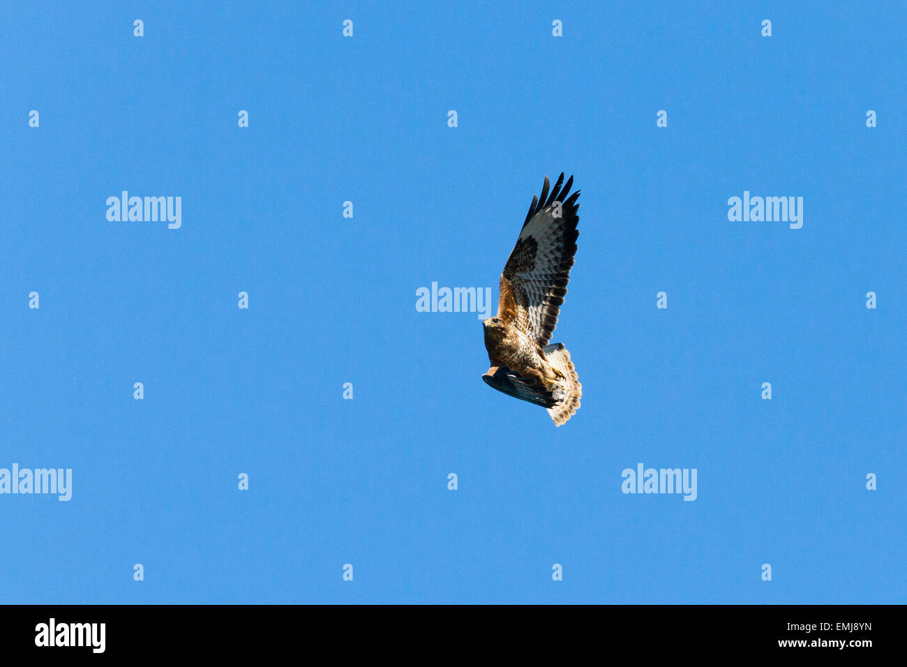 Una Poiana le ruote nel cielo sopra il Ceredigion Sentiero costiero Foto Stock