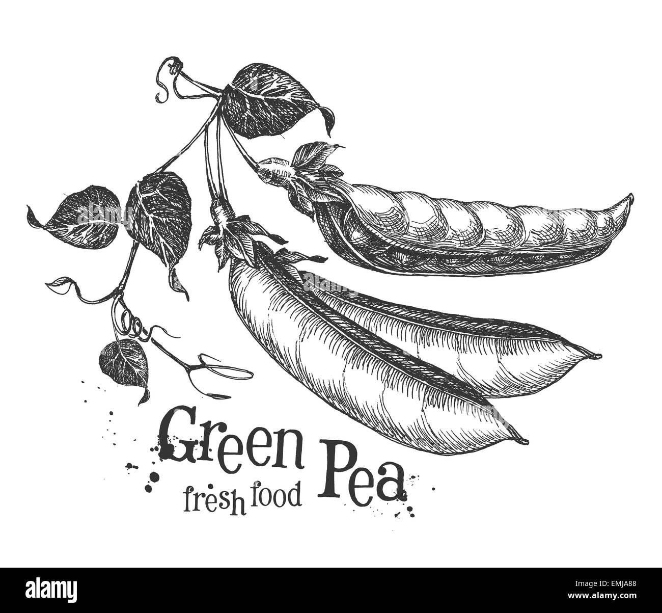 Piselli su uno sfondo bianco. schizzo Foto Stock