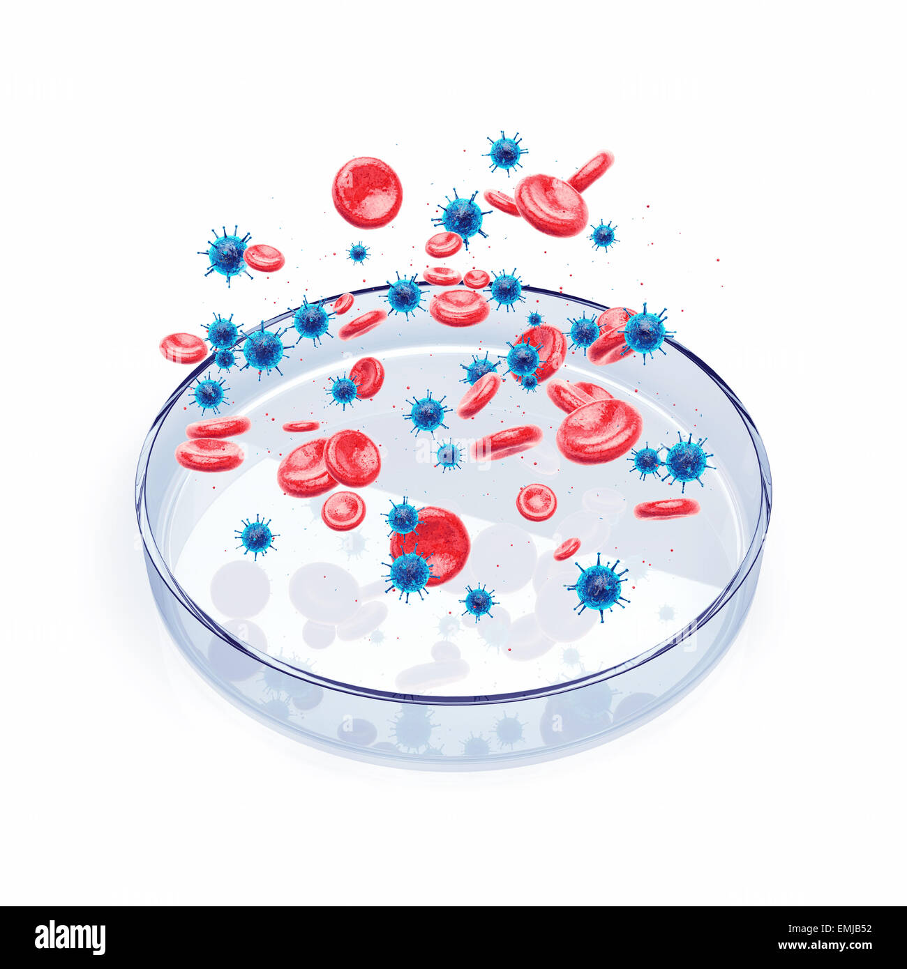 Virus e cellule del sangue su piastra di petri su sfondo bianco , malattia virale epidemia , la ricerca del vaccino Foto Stock