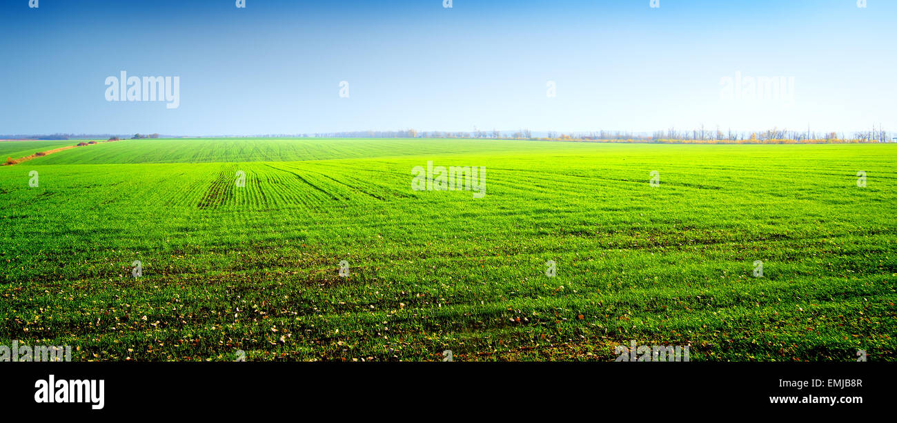 Campo verde di colture invernali e cielo chiaro Foto Stock