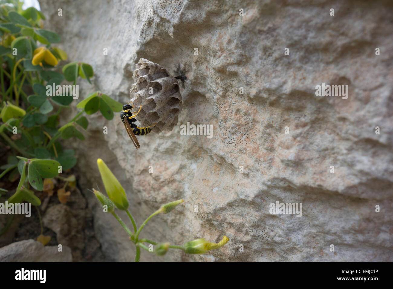 Carta wasp, Polistes gallicus , edificio pettini su una parete rocciosa. Questa foto è stata scattata a Malta, Mare Mediterraneo. Foto Stock