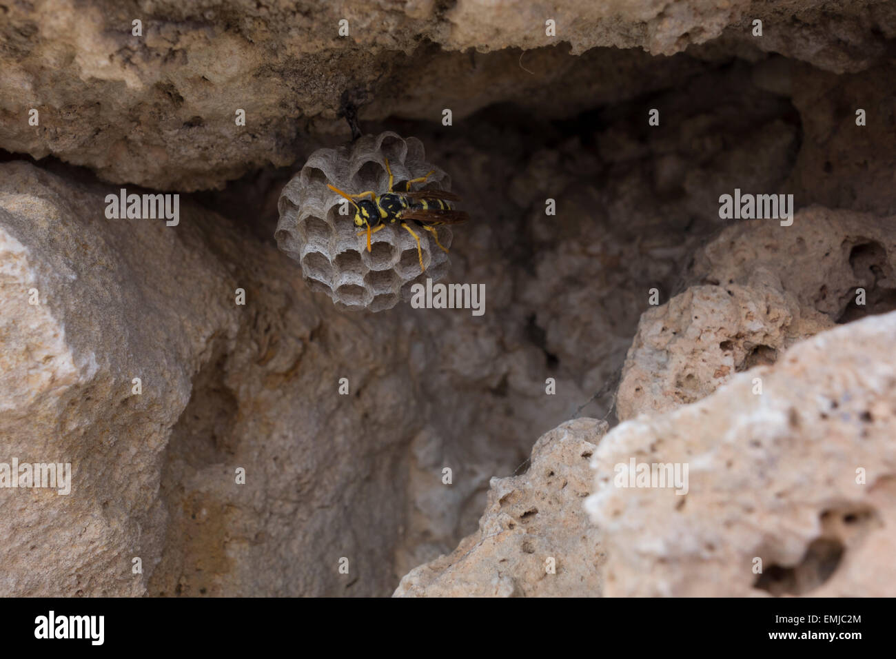 Carta wasp, Polistes gallicus , edificio pettini su una parete rocciosa. Questa foto è stata scattata a Malta, Mare Mediterraneo. Foto Stock