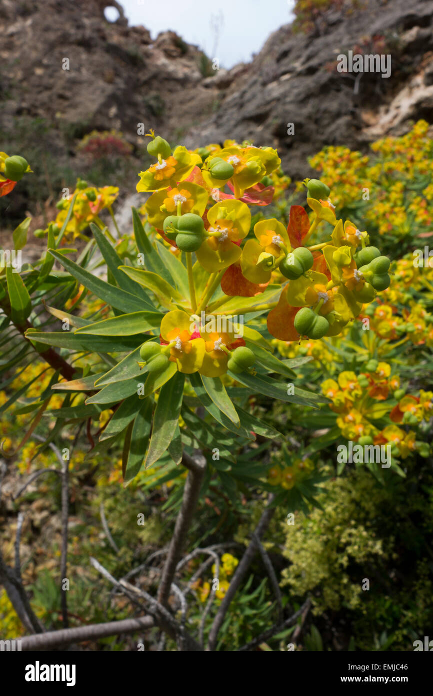 Di euforbia, Euphorbia spec. , Dalla riva Maltese a Golden Bay, Mar Mediterraneo. Foto Stock