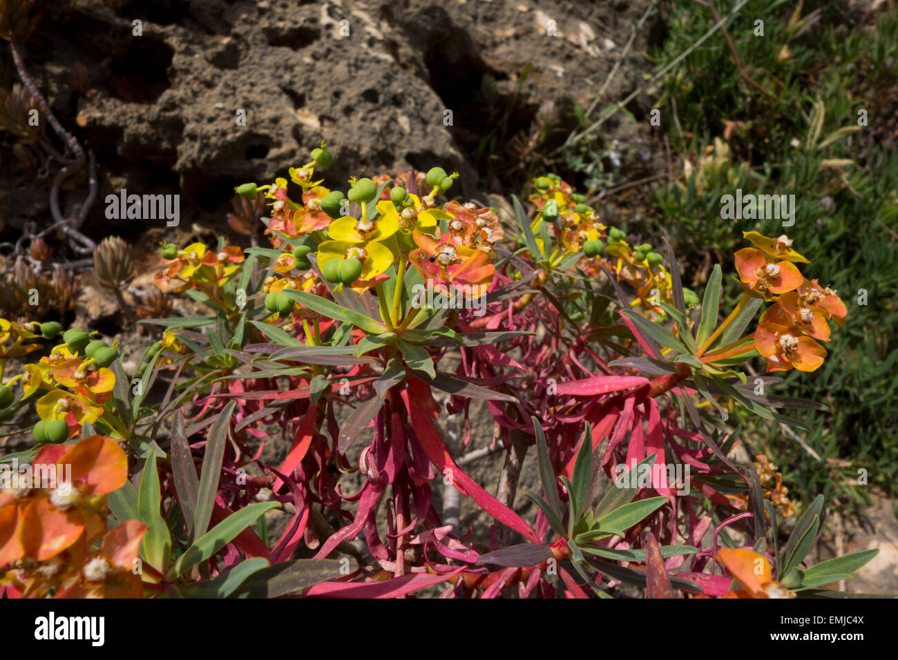 Di euforbia, Euphorbia spec. , Dalla riva Maltese a Golden Bay, Mar Mediterraneo. Foto Stock