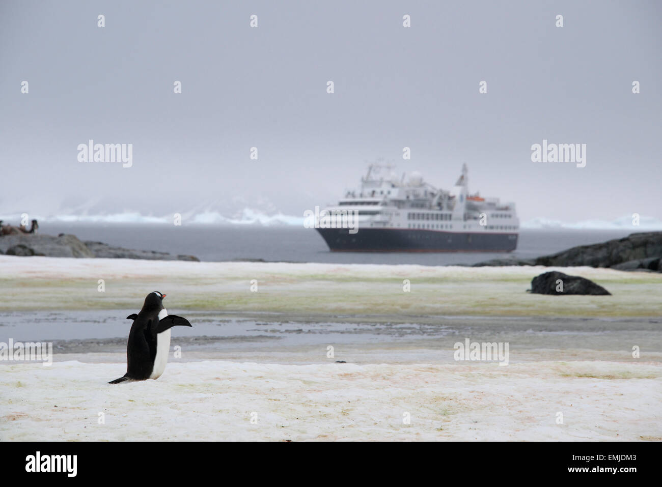 Pinguino Gentoo sventolando Good bye Peterman isola Penisola Antartica Antartica Foto Stock