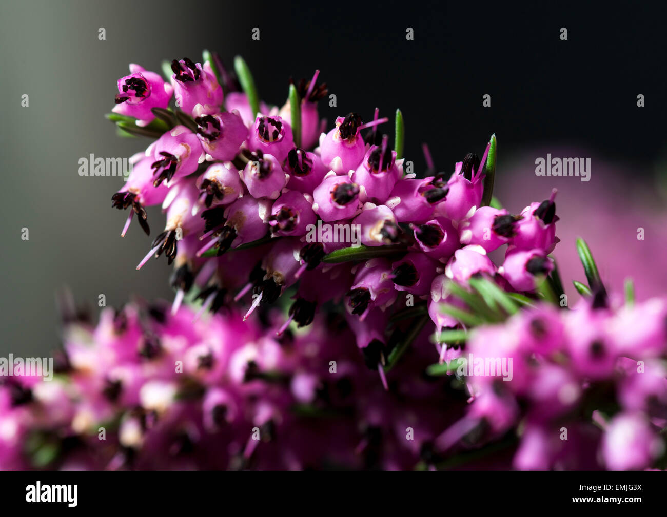 Micro colpo di Wild heather presi in home studio , immagine ravvicinata di fiori selvatici. Foto Stock