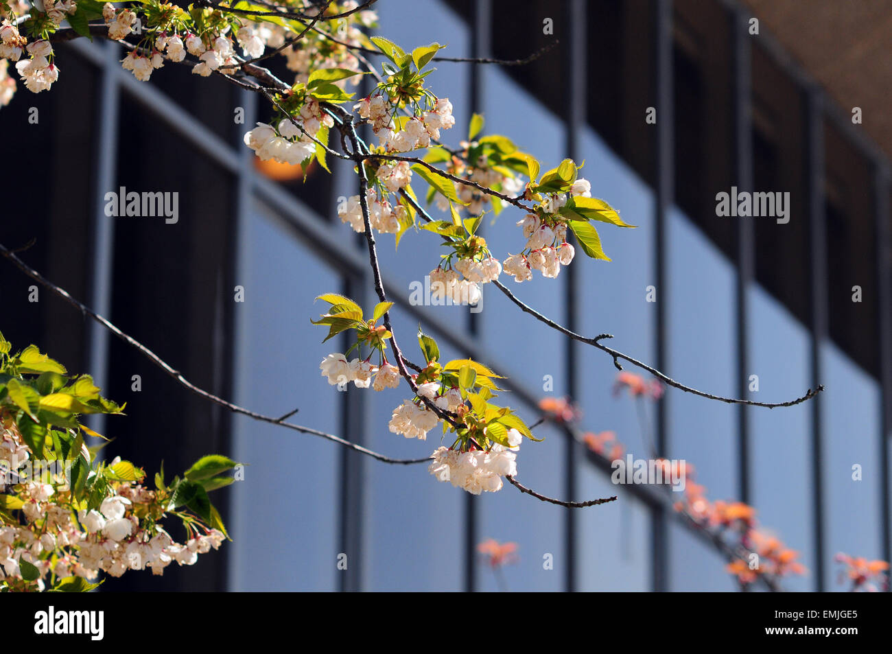 Aberystwyth, Wales, Regno Unito. Xxi Aprile, 2015. Regno Unito: Meteo Blossom laden alberi fuori Aberystwyth Arts Centre di Ceredigion, Wales, Regno Unito. Credito: John Gilbey/Alamy Live News Foto Stock