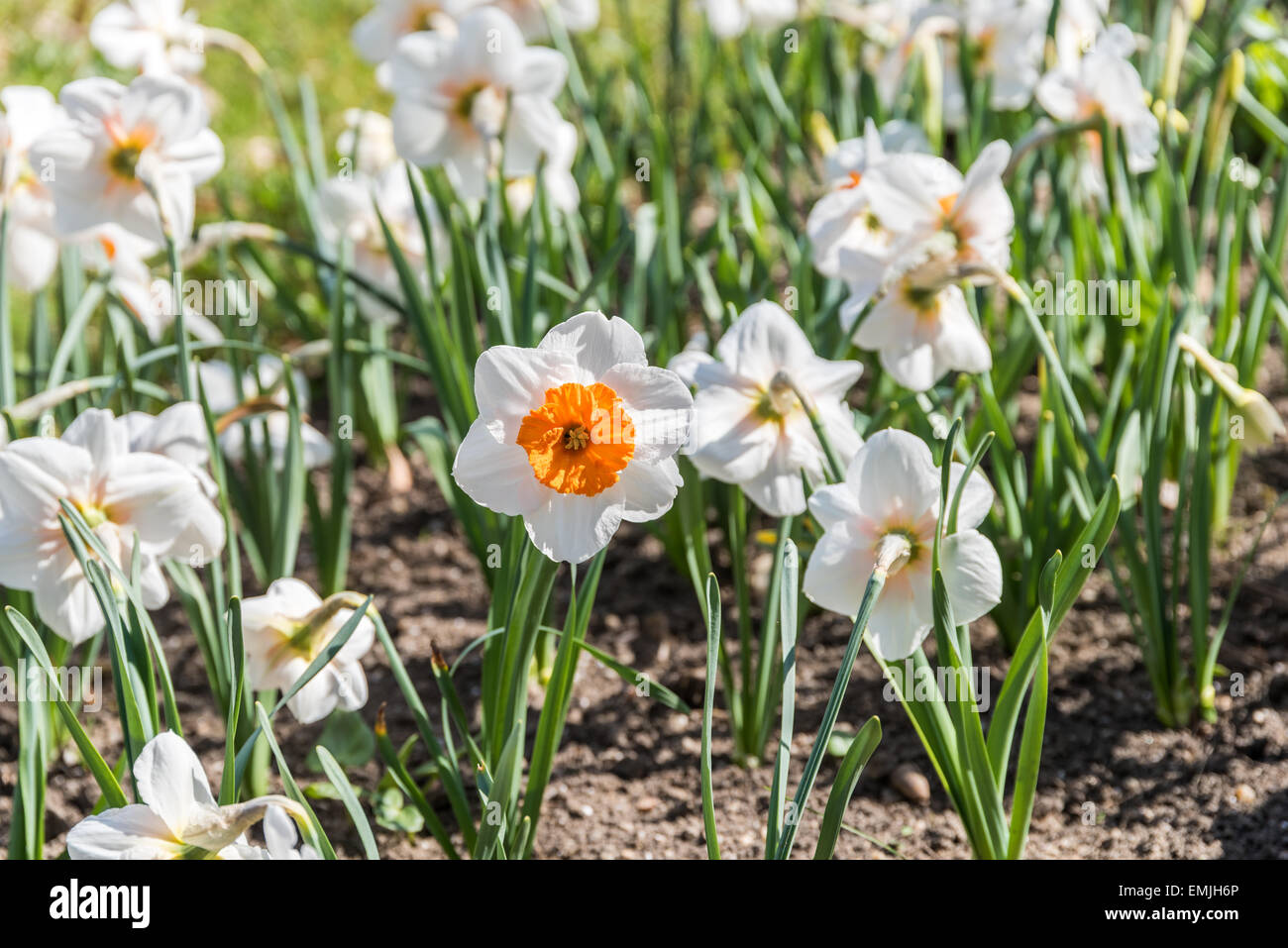 Fiore di narciso nel fresco verde erba di primavera Foto Stock
