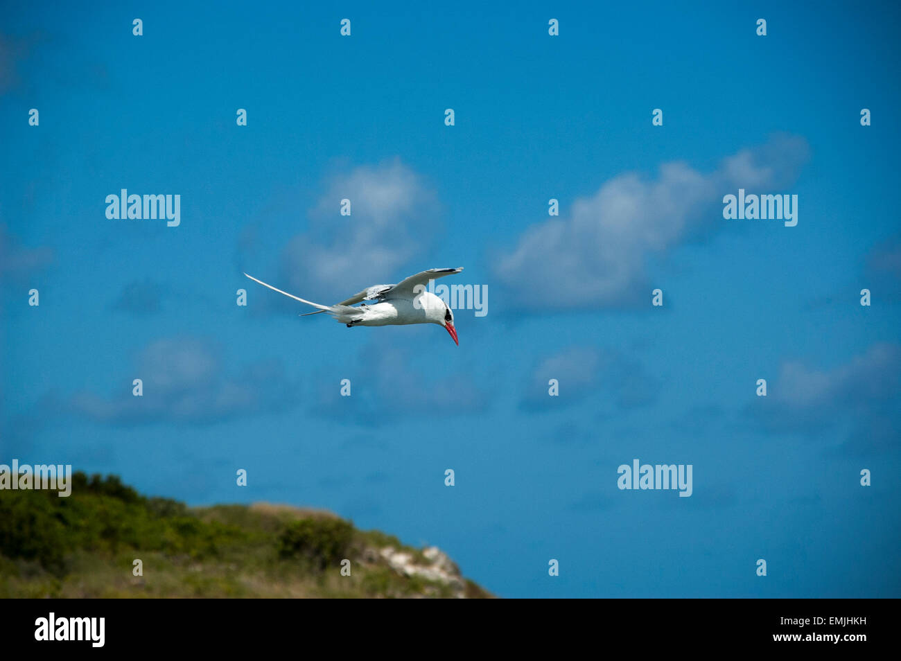 Red-Billed Tropicbird o anche Boatswain uccello è con circa 10000 coppie le più rare delle tre tropicbirds. Foto Stock