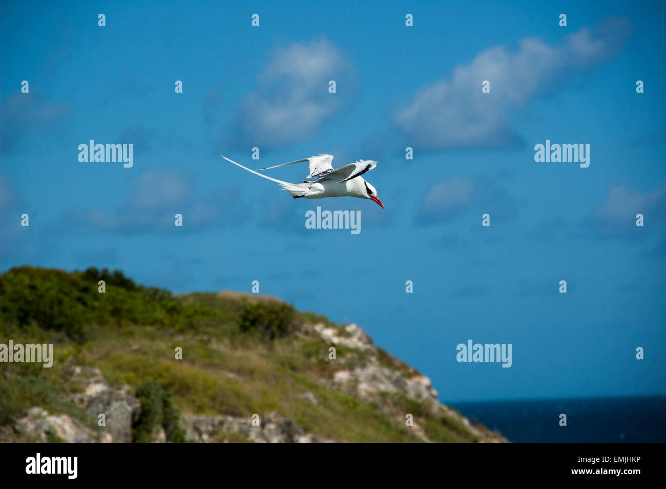Red-Billed Tropicbird o anche Boatswain uccello è con circa 10000 coppie le più rare delle tre tropicbirds. Foto Stock