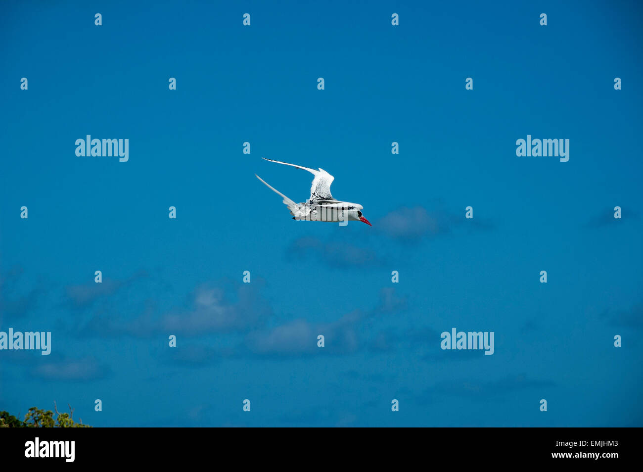 Red-Billed Tropicbird o anche Boatswain uccello è con circa 10000 coppie le più rare delle tre tropicbirds. Foto Stock