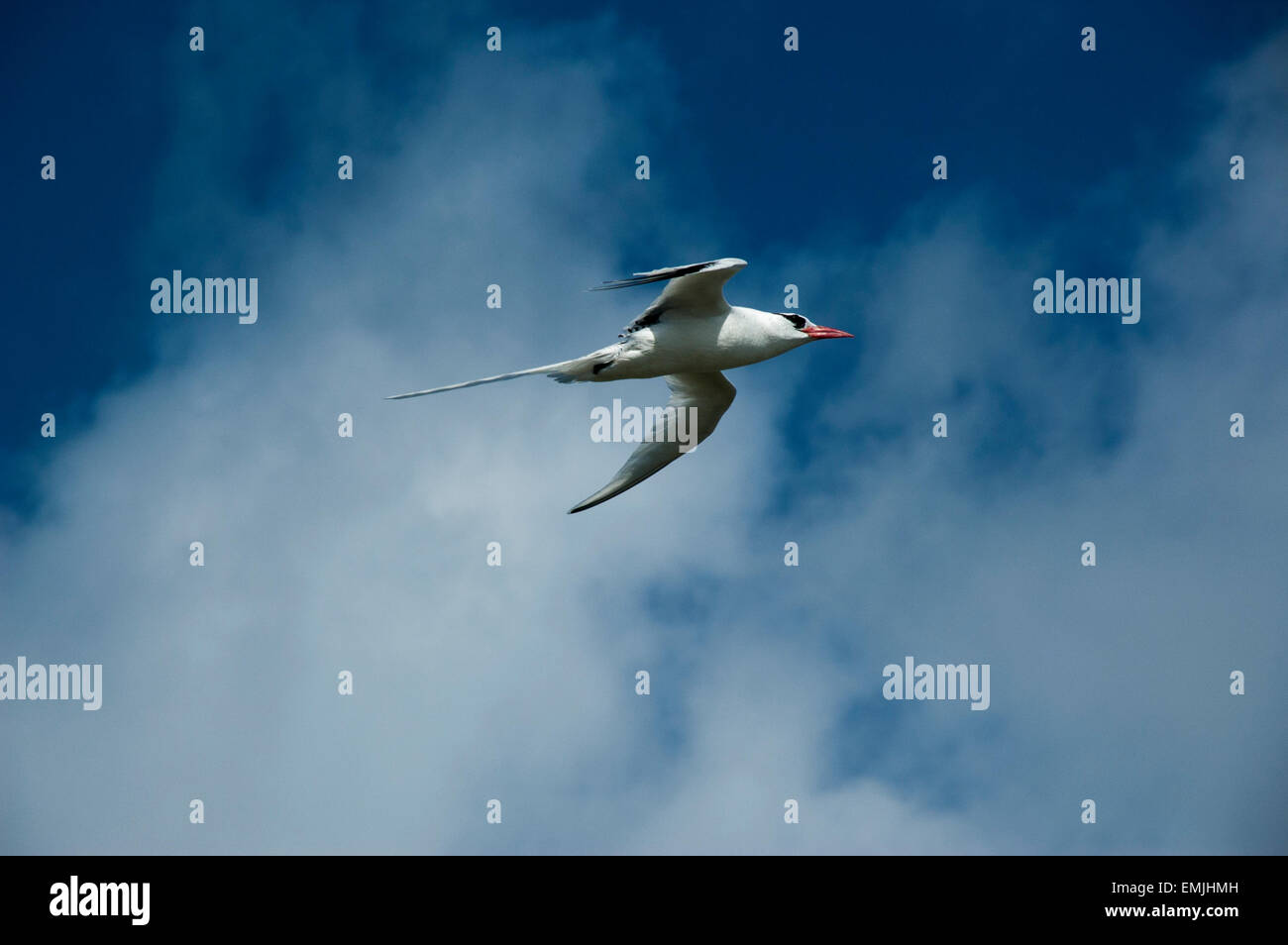 Red-Billed Tropicbird o anche Boatswain uccello è con circa 10000 coppie le più rare delle tre tropicbirds. Foto Stock