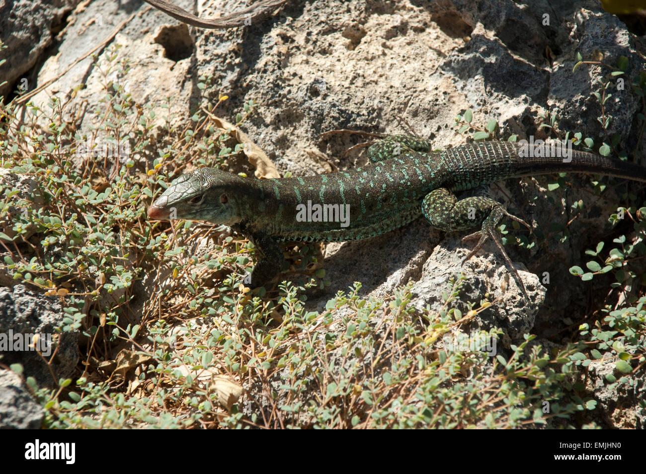 Sulla grande isola degli uccelli off Antiguan coast alcune Griswold's Ameiva lucertole sono a prendere il sole, una lucertola endemica di Antigua e Barbuda. Foto Stock