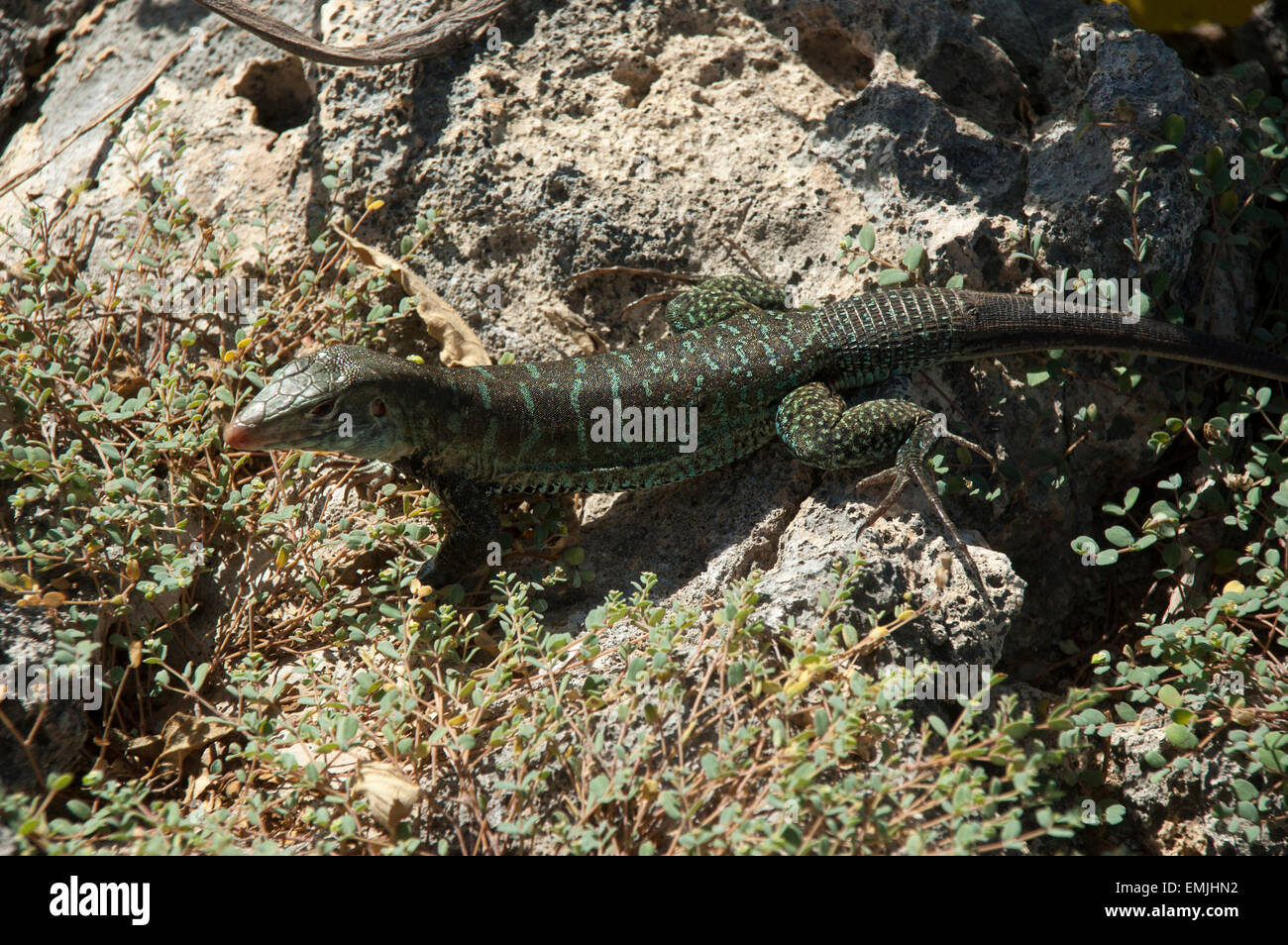 Sulla grande isola degli uccelli off Antiguan coast alcune Griswold's Ameiva lucertole sono a prendere il sole, una lucertola endemica di Antigua e Barbuda. Foto Stock