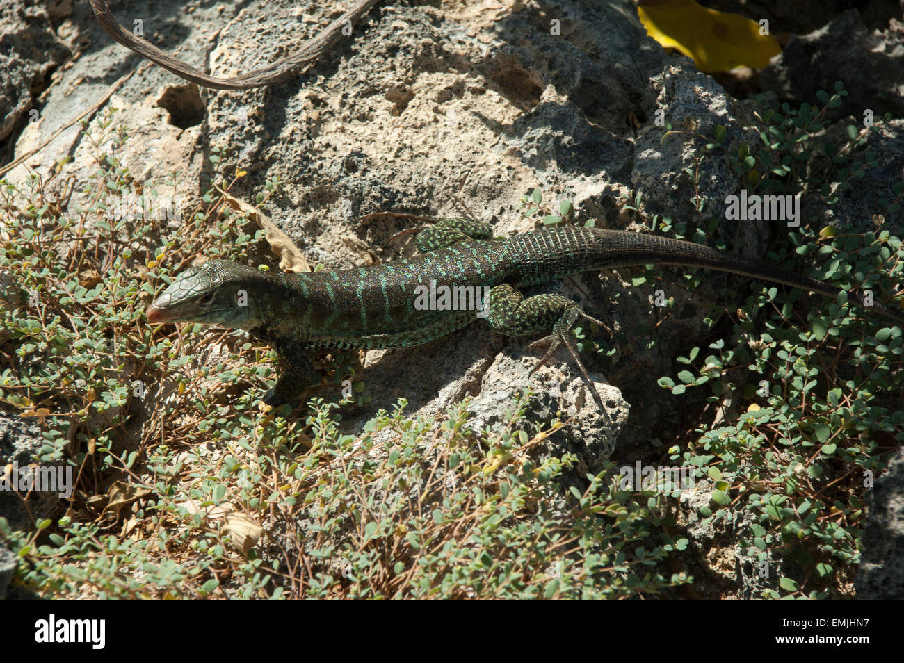 Sulla grande isola degli uccelli off Antiguan coast alcune Griswold's Ameiva lucertole sono a prendere il sole, una lucertola endemica di Antigua e Barbuda. Foto Stock