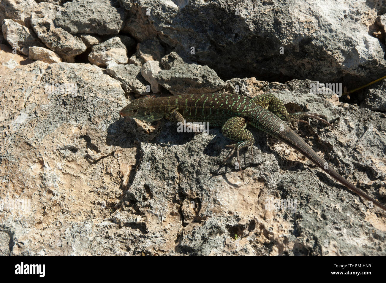 Sulla grande isola degli uccelli off Antiguan coast alcune Griswold's Ameiva lucertole sono a prendere il sole, una lucertola endemica di Antigua e Barbuda. Foto Stock