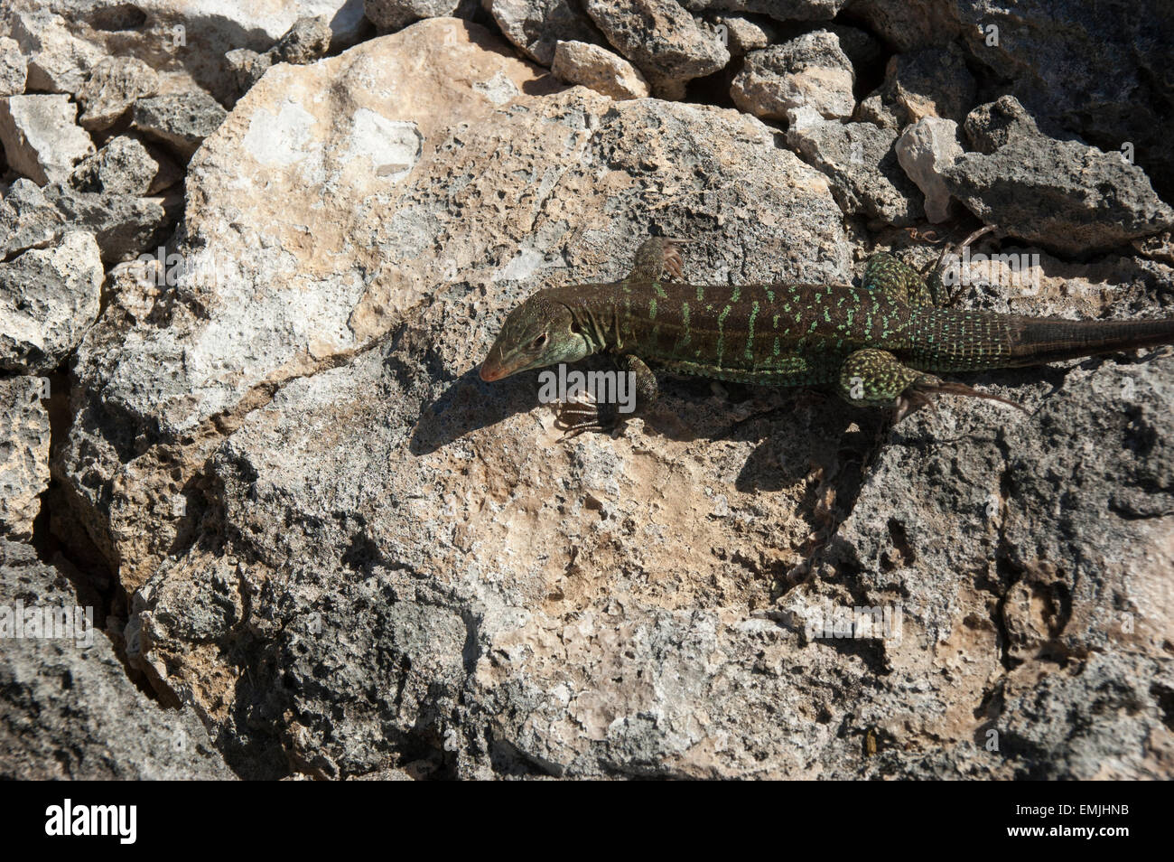 Sulla grande isola degli uccelli off Antiguan coast alcune Griswold's Ameiva lucertole sono a prendere il sole, una lucertola endemica di Antigua e Barbuda. Foto Stock