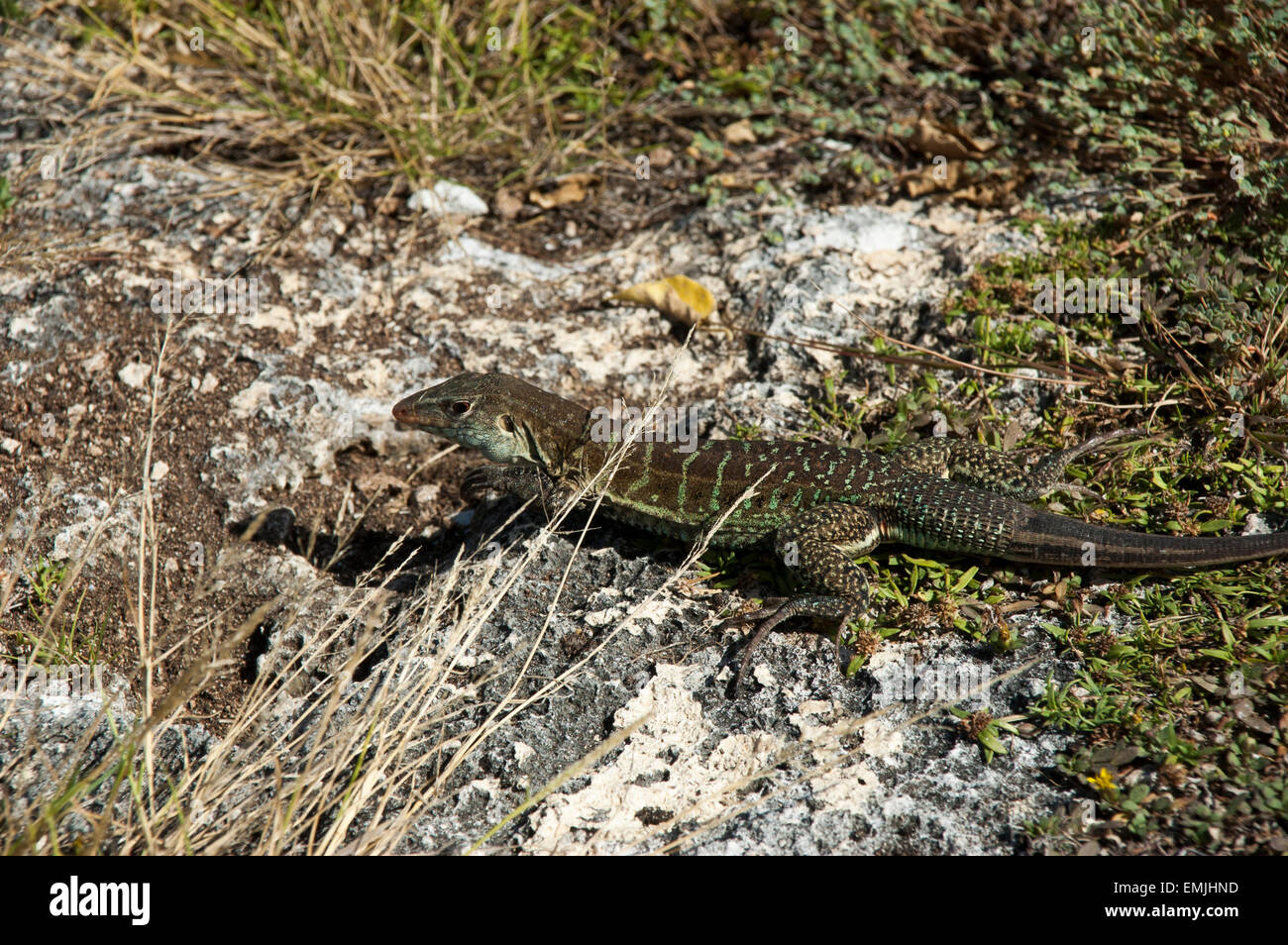 Sulla grande isola degli uccelli off Antiguan coast alcune Griswold's Ameiva lucertole sono a prendere il sole, una lucertola endemica di Antigua e Barbuda. Foto Stock