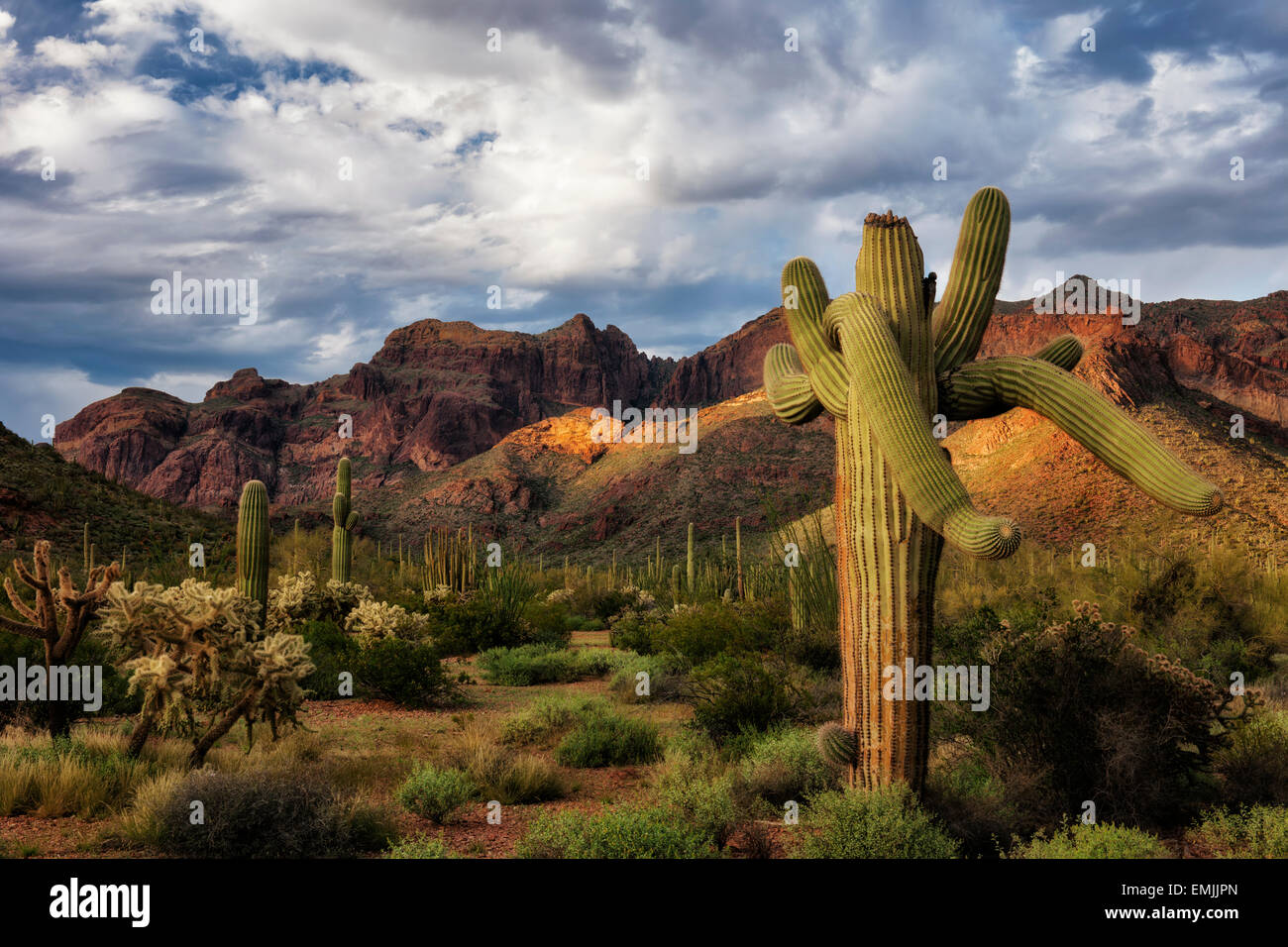 Ultima luce sulla Ajo Mountain Range in Arizona organo a canne Cactus Monumento Nazionale e il Deserto di Sonora. Foto Stock