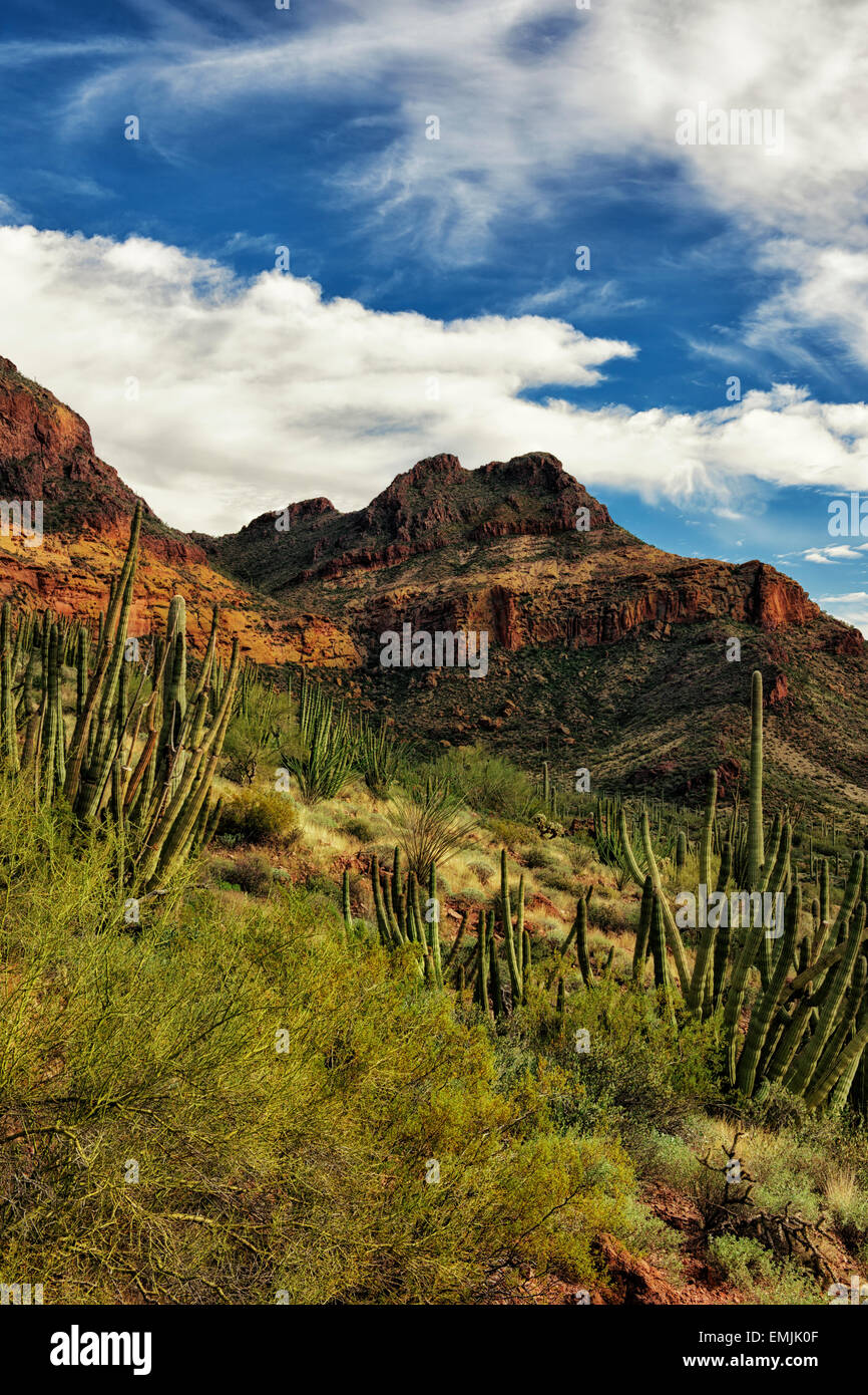 Organo a canne cactus fioriscono sul verso sud su pendii in Arizona organo a canne Cactus Monumento Nazionale e il Deserto di Sonora. Foto Stock
