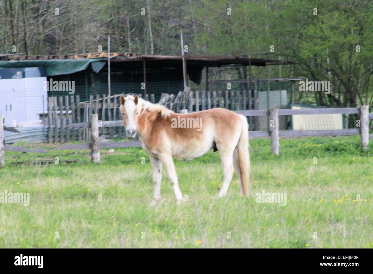 Il cavallo in wild su una fattoria Foto Stock