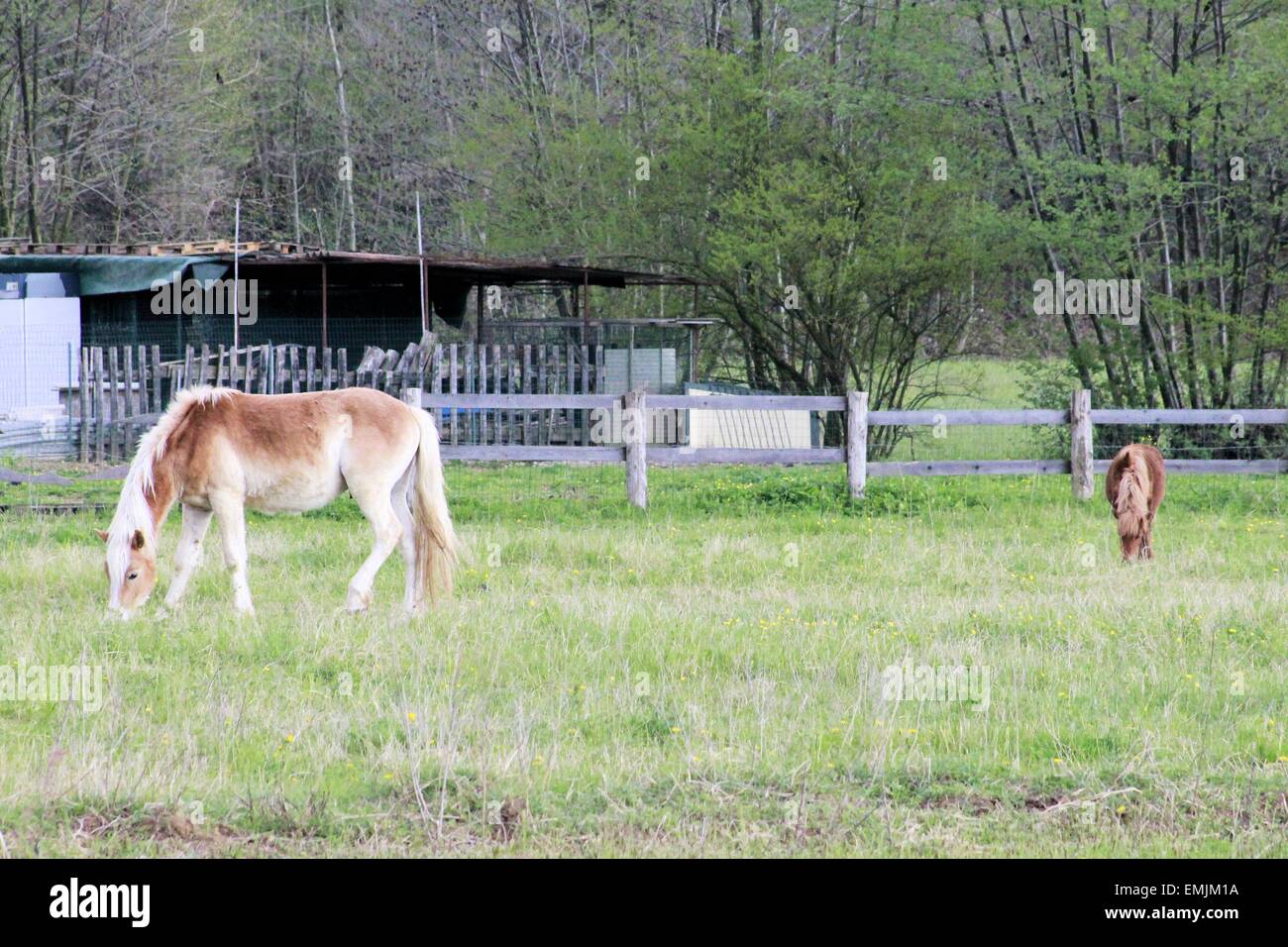 Il cavallo in wild su una fattoria Foto Stock