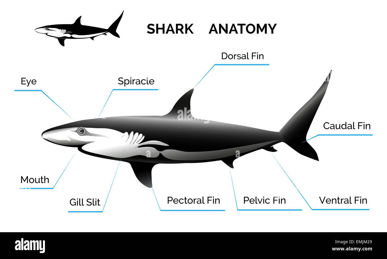 Anatomia dello squalo Foto Stock