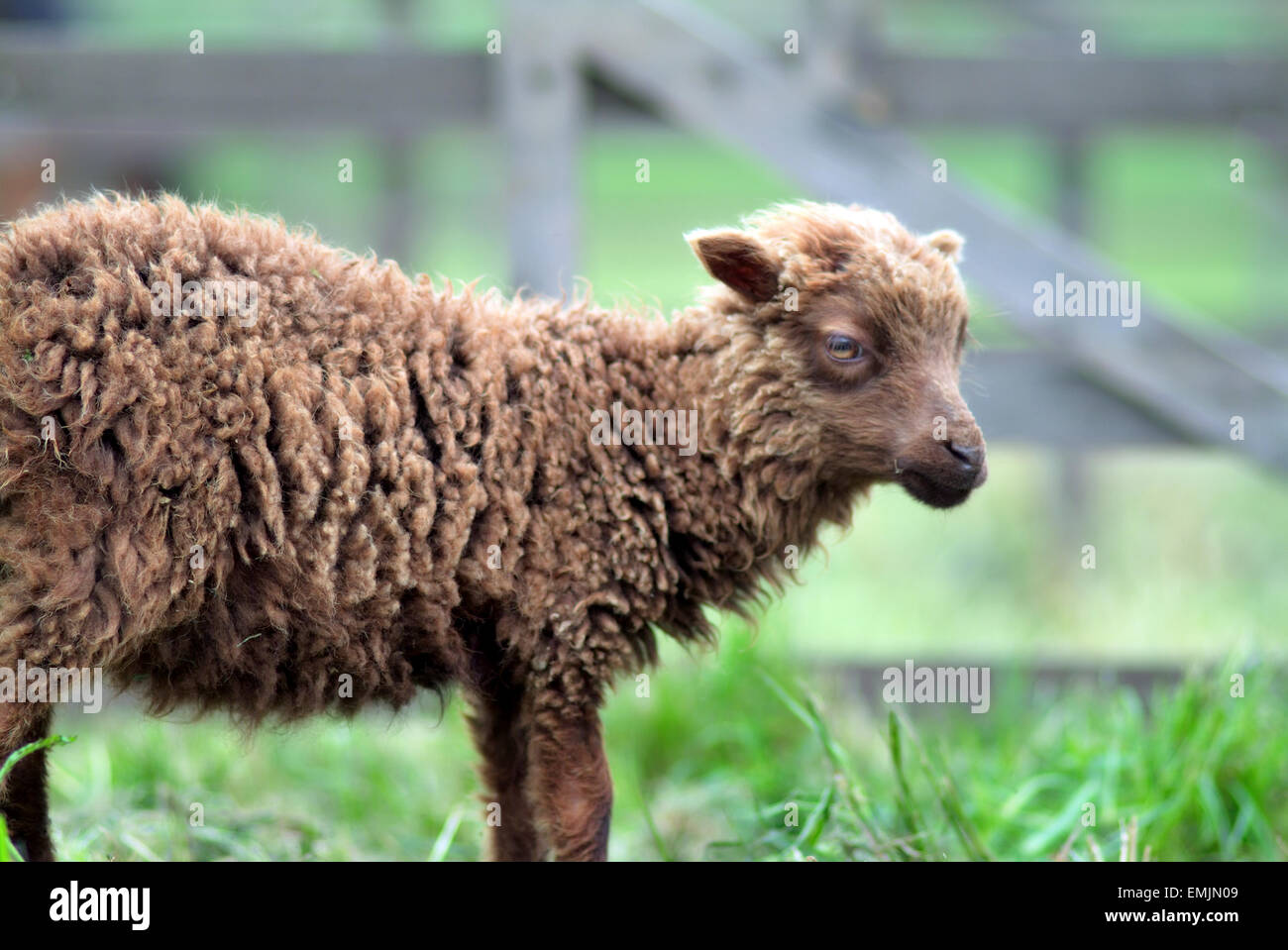 Giovani ovini su un prato farm Foto Stock