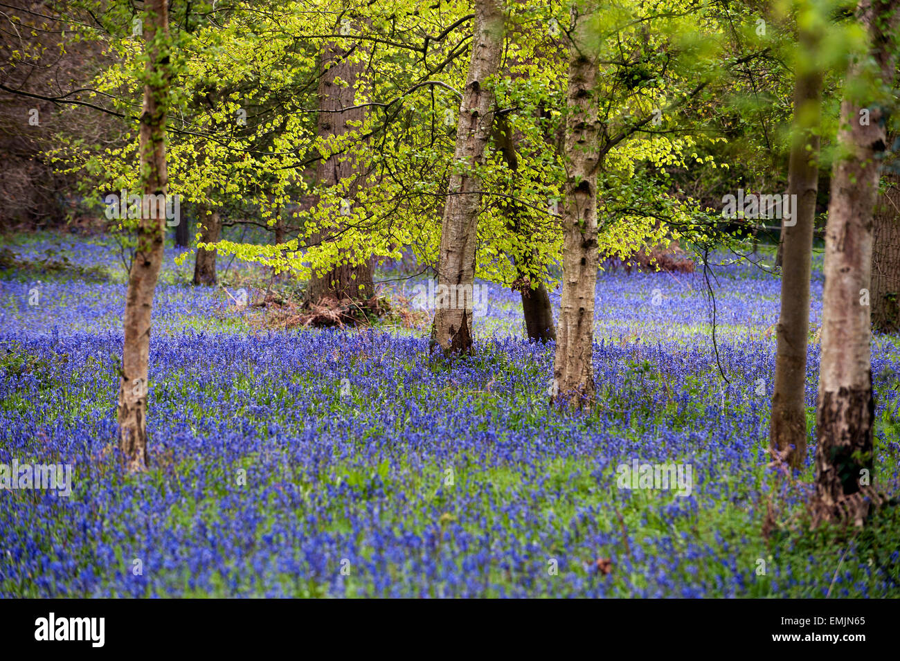 Bluebells (Endimione nonscriptus) sul disboscamento Inghilterra gran bretagna UK Europa Foto Stock