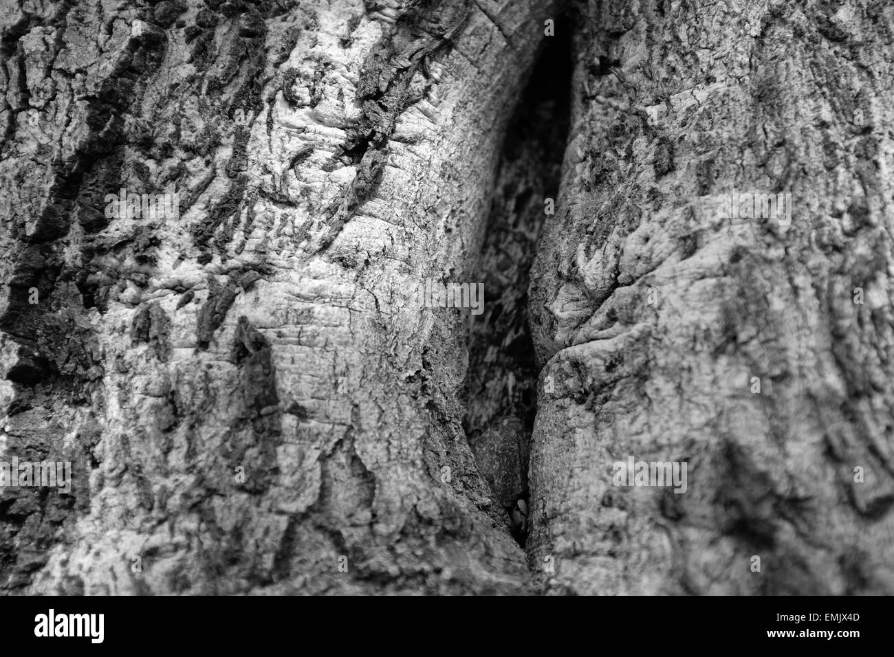 Oak Grove Campeggio in Cleveland National Forest, California Foto Stock