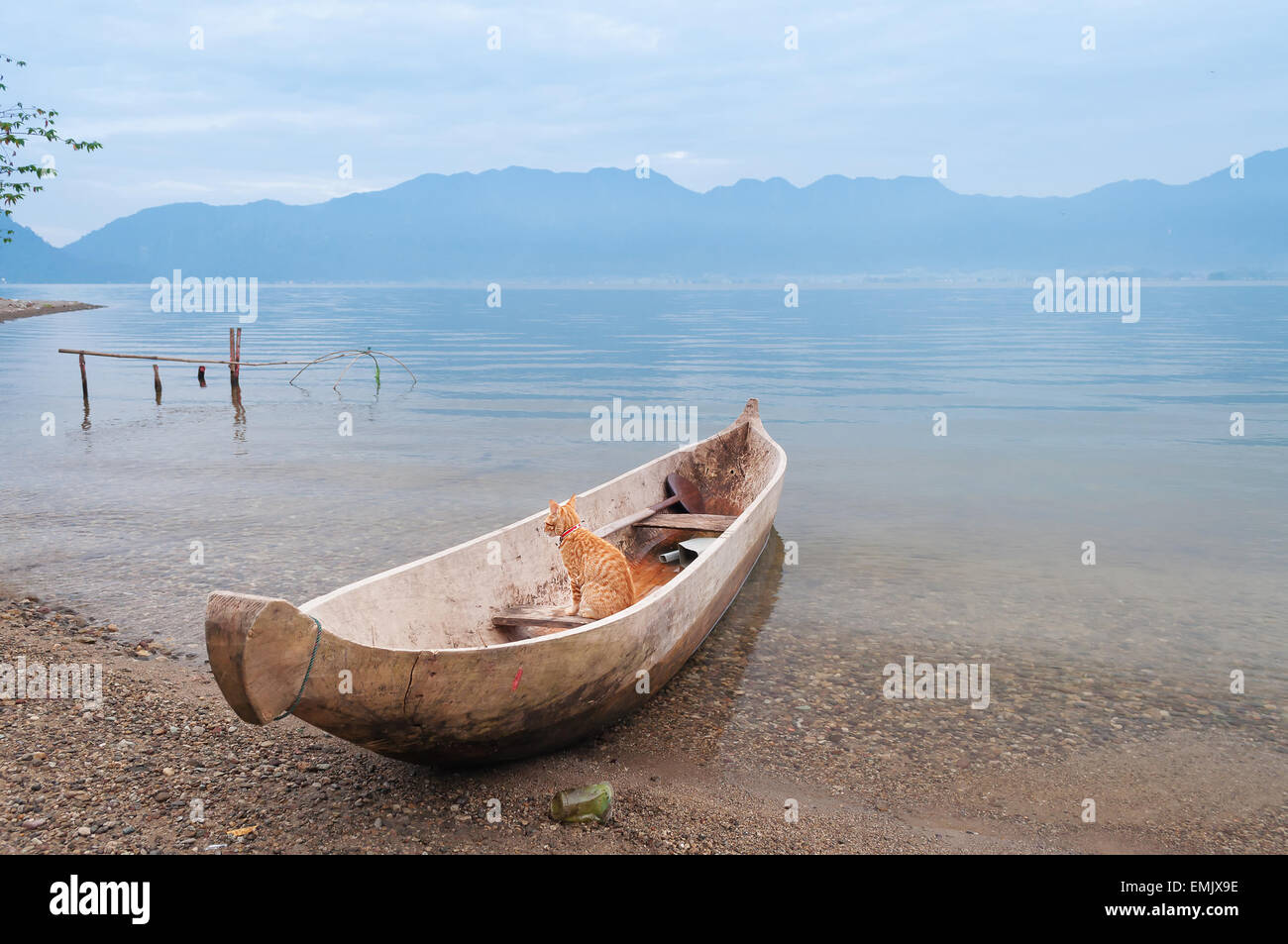 Gatto in barca da pesca al Lago Maninjau al mattino. Lago Maninjau (Danau Maninjau) è un lago caldera a ovest di Sumatra Foto Stock