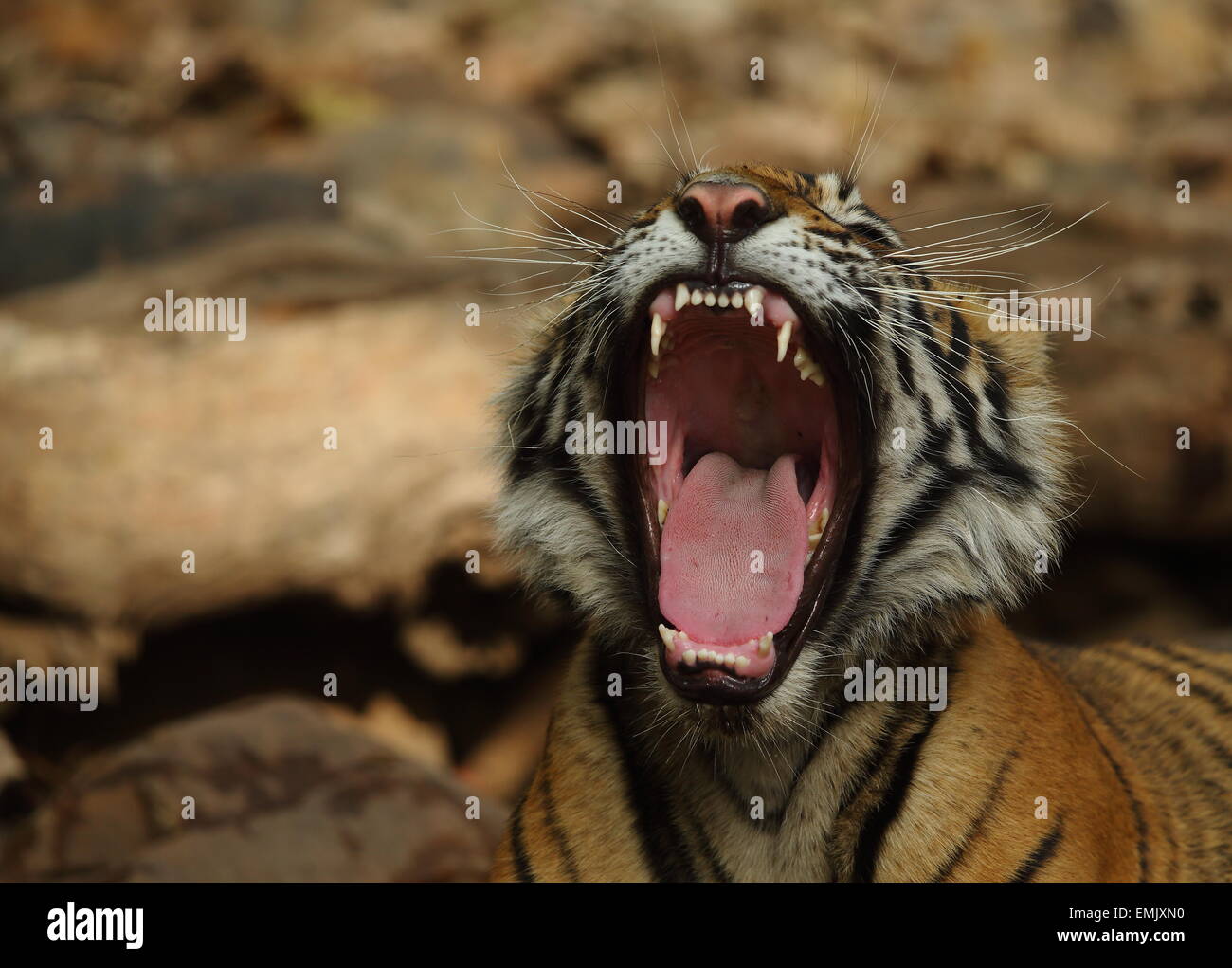 Royal tigre del Bengala ritratto in Ranthambhore National Park Foto Stock