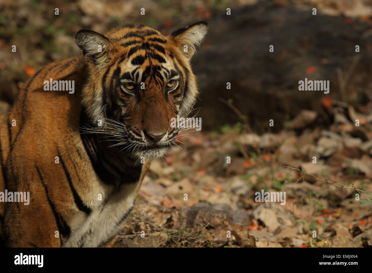 Royal tigre del Bengala ritratto in Ranthambhore National Park Foto Stock