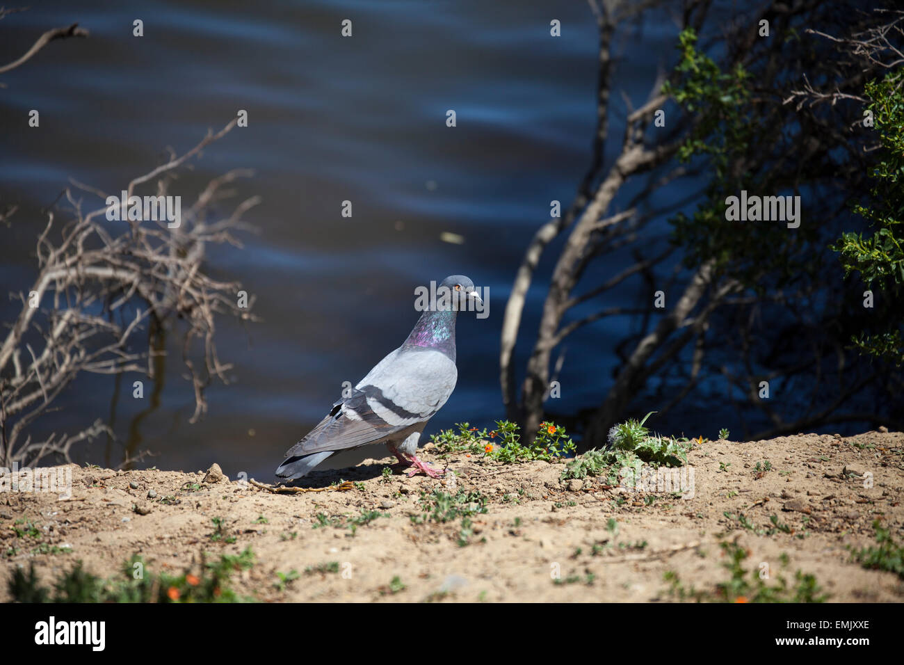 Piccione in piedi a riva di un laghetto, Novato, CALIFORNIA, STATI UNITI D'AMERICA Foto Stock