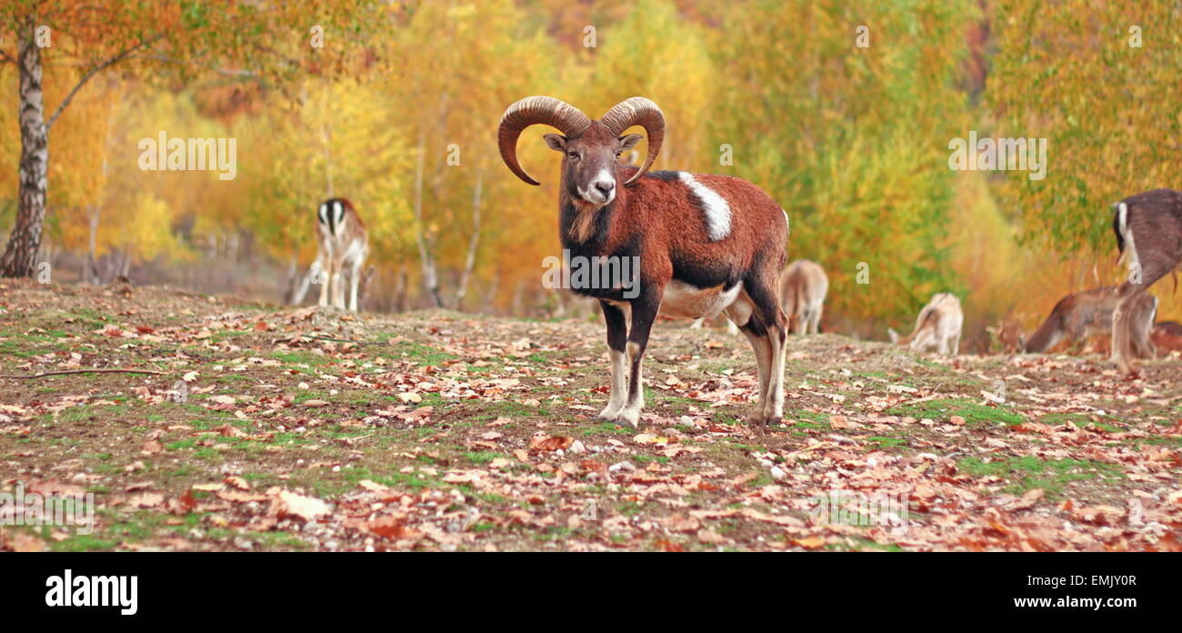 Muflone di ram in autunno impostazione a un parco animale Foto Stock