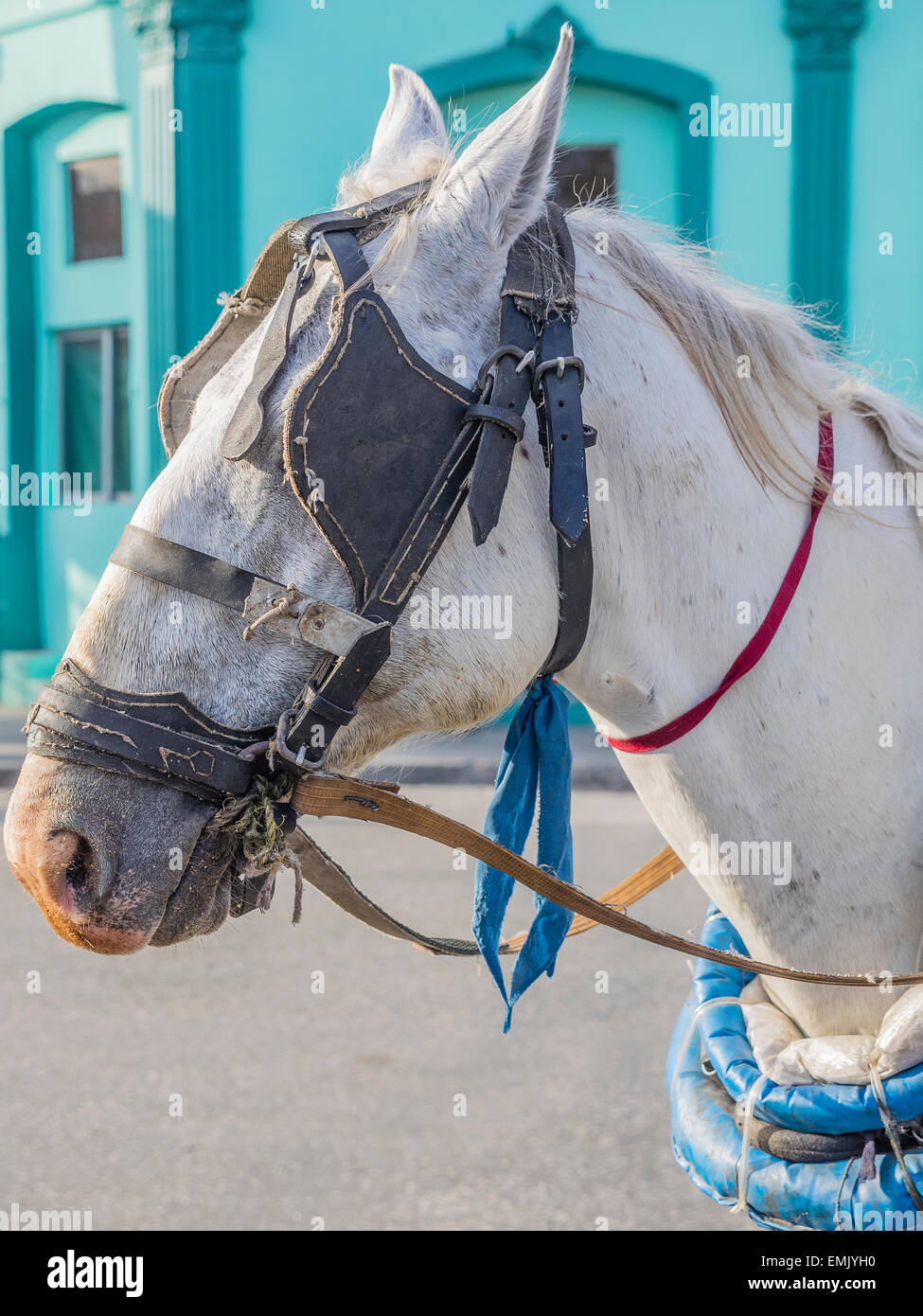 Close-up della testa e del collo di un cavallo bianco con blinders su che tira una a cavallo il taxi surrey in Cuba. Foto Stock