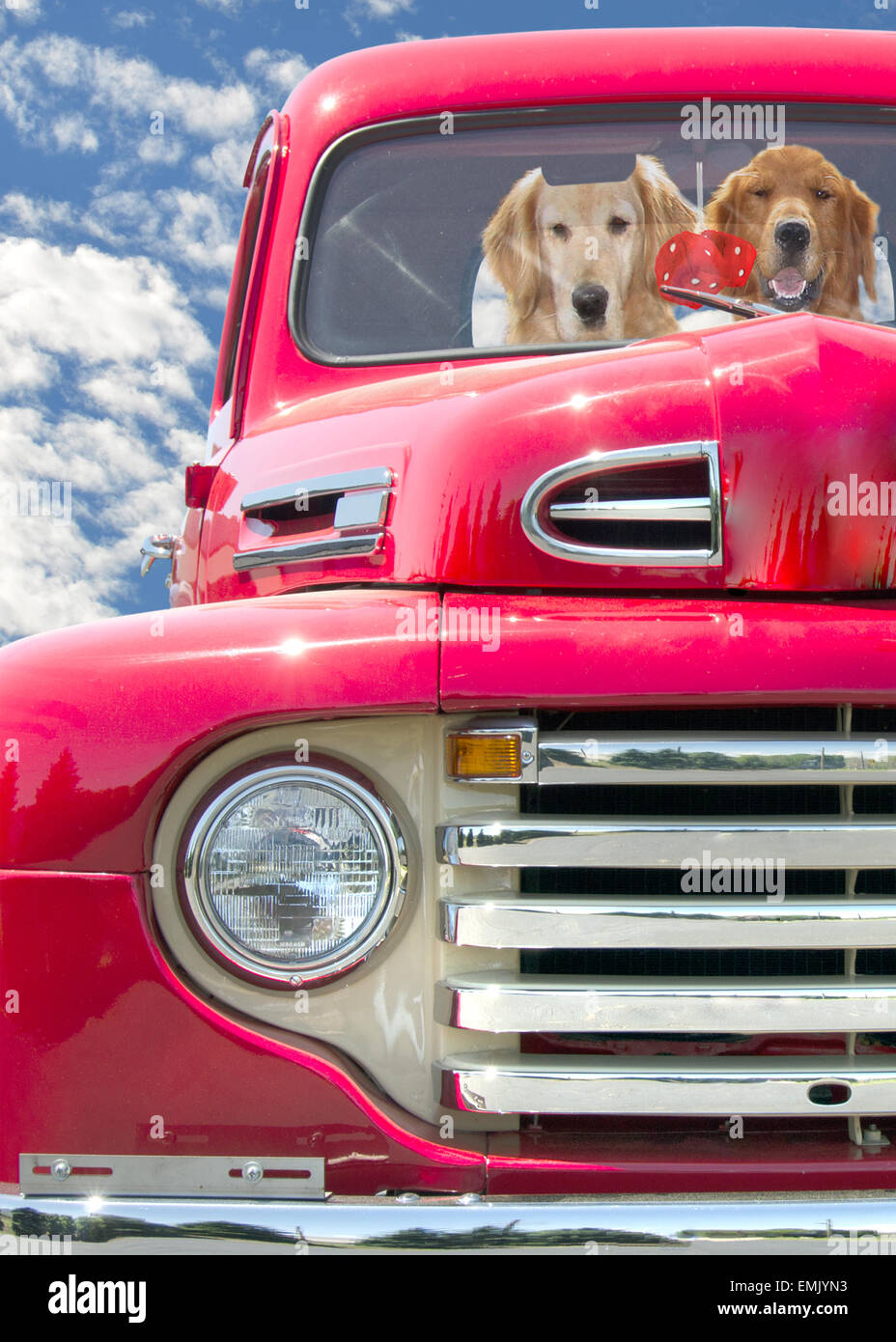 Golden Retrievers in un retro rosso camioncino rosso con dadi fuzzy. Foto Stock