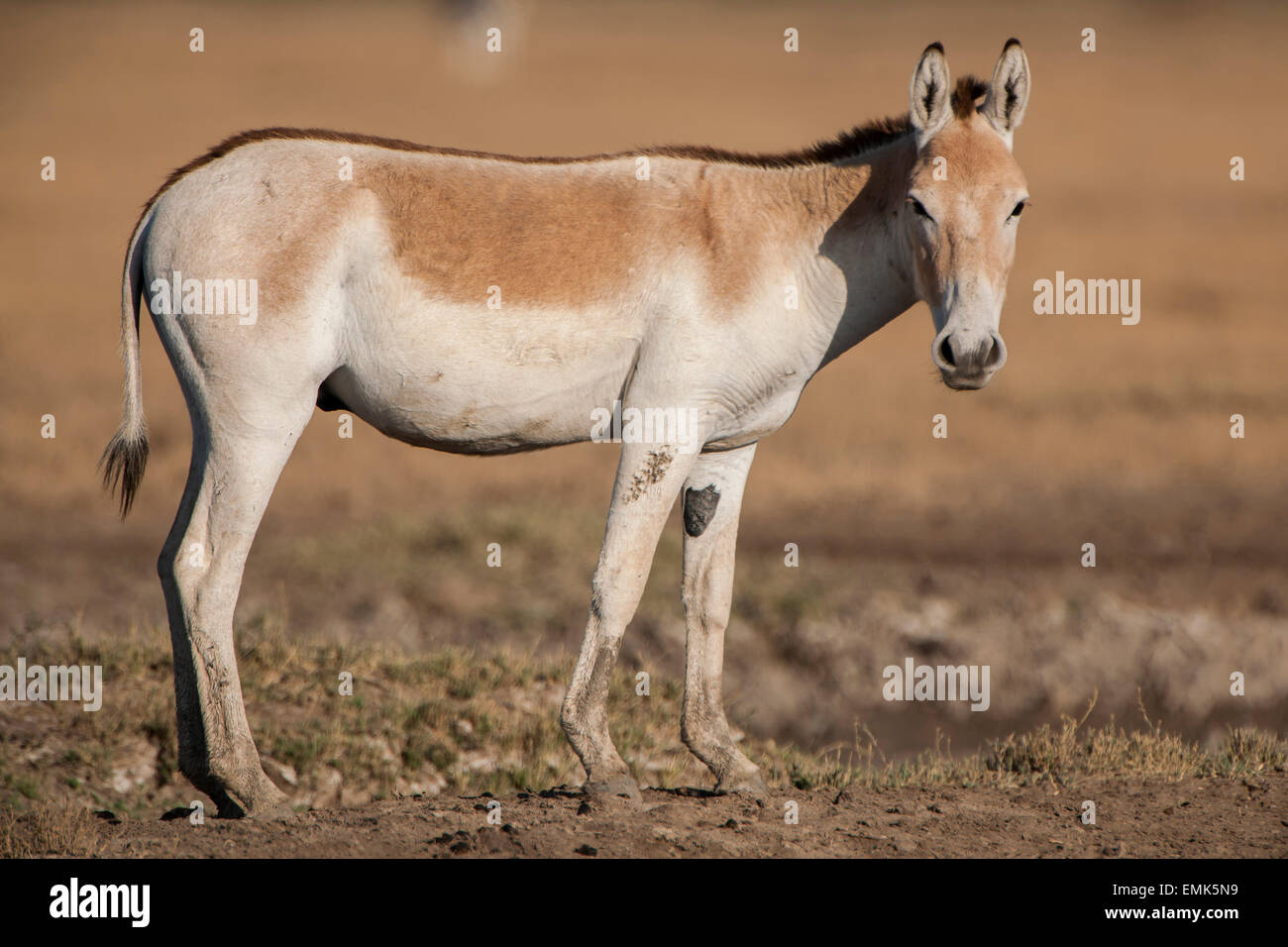 Onagro Asino selvatico (Equus hemionus), anche Khur, specie in via di estinzione, Little Rann di Kutch, Gujarat, India Foto Stock