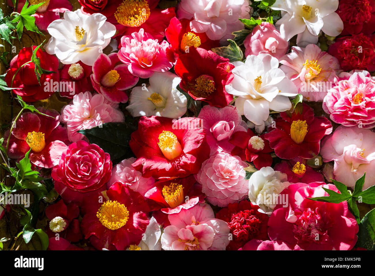Japanese camellia (Camellia japonica) bianco e fiori rossi Foto Stock