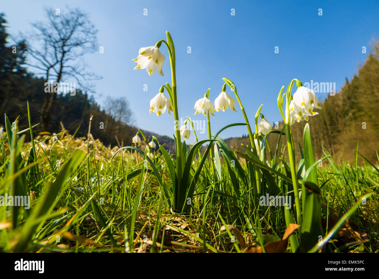 Fiocchi di neve di primavera (Leucojum vernum) che fiorisce in un prato, Germania Foto Stock