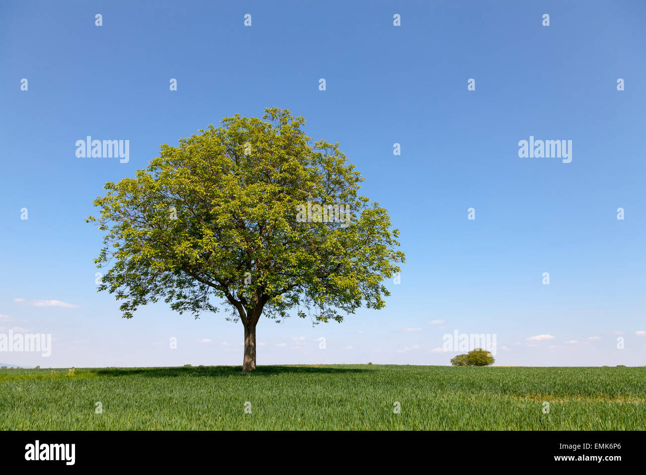 Walnut Tree (Juglans regia) nel campo di grano contro il cielo blu, la molla del Palatinato meridionale, Palatinato, Renania-Palatinato Foto Stock